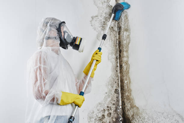 Best Industrial Mold Remediation in Archdale, NC