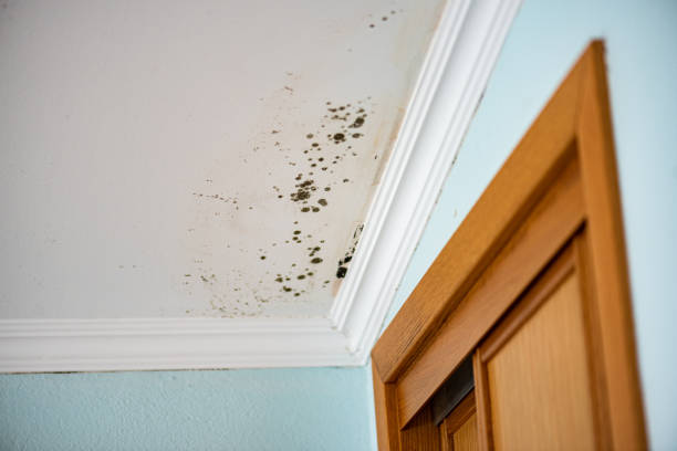 Best Emergency Mold Remediation in Archdale, NC